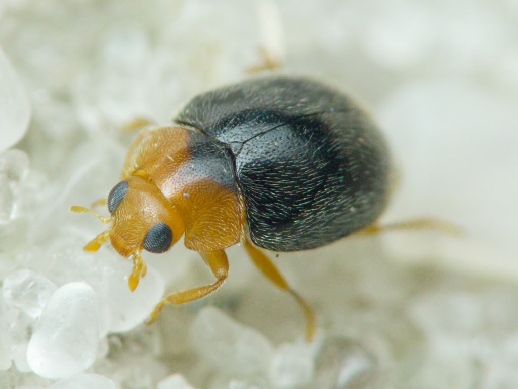 Scymnus rubromaculatus (Goeze, 1778)